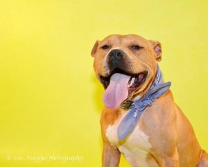 Adoptable Dog of the Week