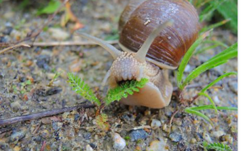 I Made Another Quiz, But With Snails This Time