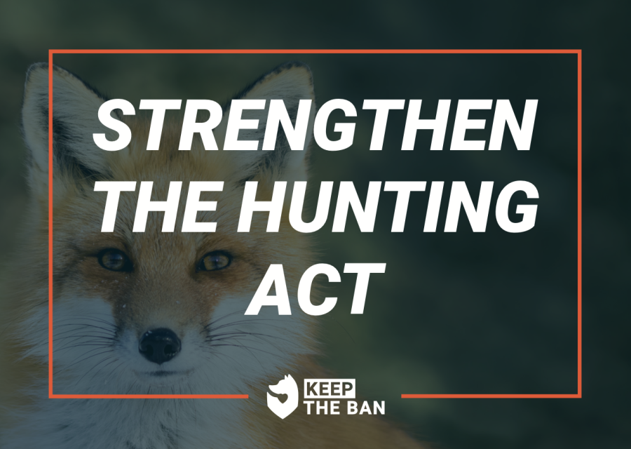 Stop Fox Hunting For Good