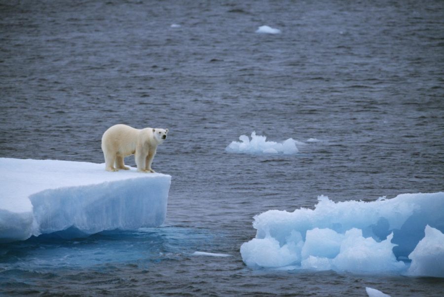 Help+Save+the+Polar+Bears