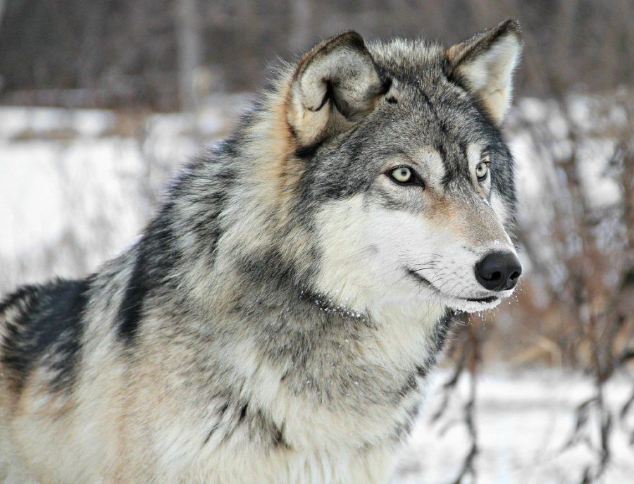 Northern Rockies Wolves Need Help