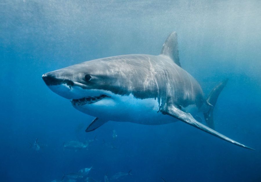 Help Stop The Killing of Sharks