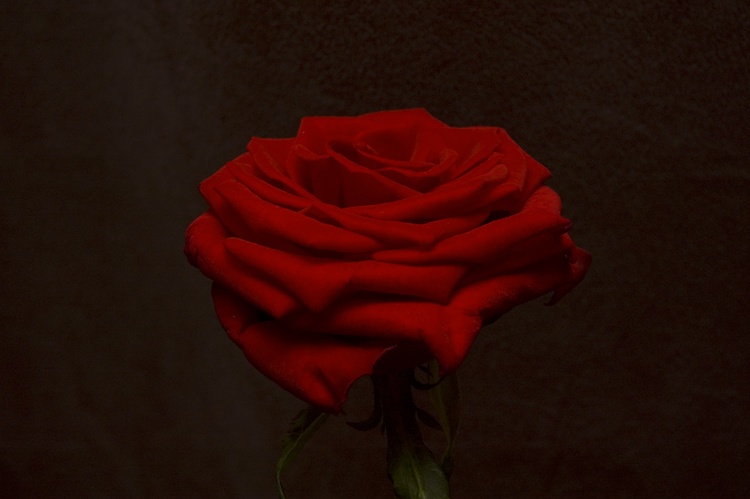 Blood Red Rose by brokendalek