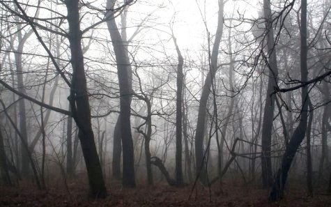 The Eerie Dead Forrest by F.P. Spirit on Pinterest