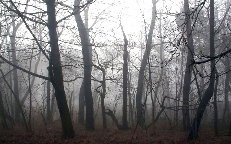 The Eerie Dead Forrest by F.P. Spirit on Pinterest