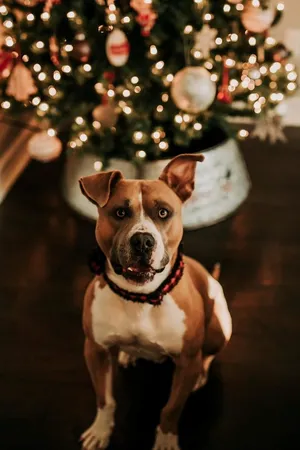 Adopt a Pet for the Holidays!