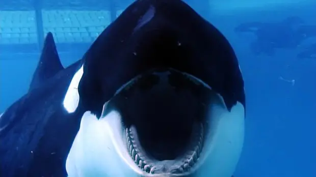 Orcas are TERRIFYING