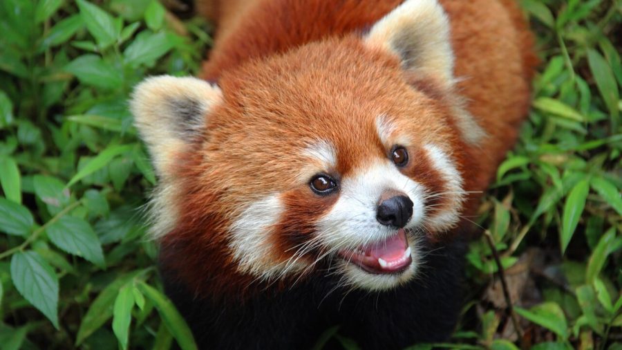 https://www.ksby.com/news/local-news/red-panda-joins-the-santa-barbara-zoo-family