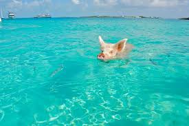 Swimming with pigs