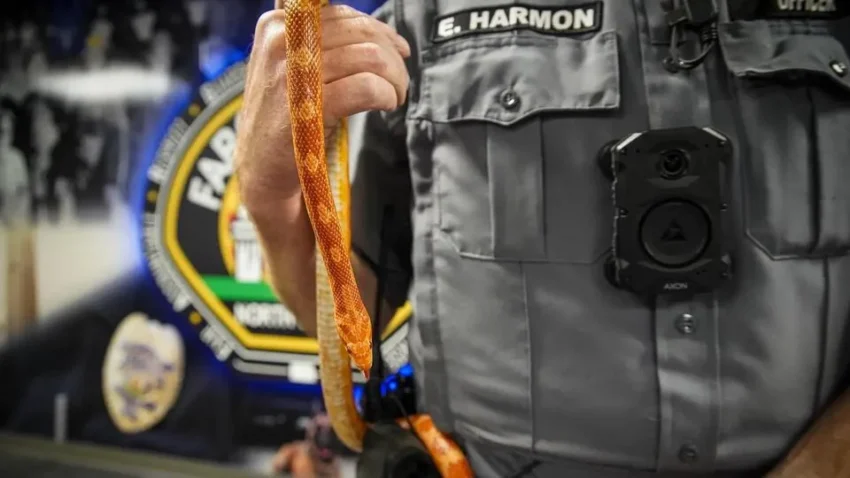 Orange-and-gold pet snake resting in a toy police cruiser tub at the Fargo Pound